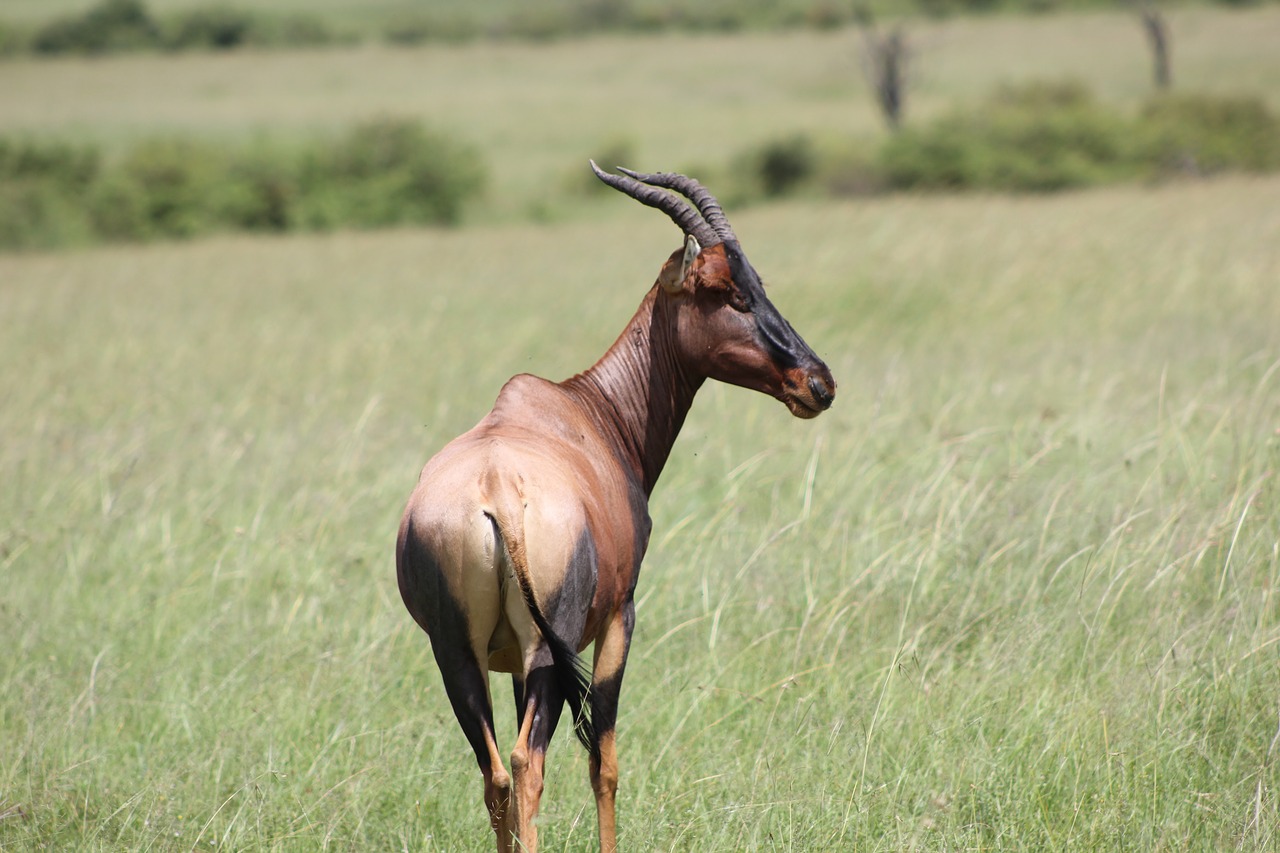safari kenya masai mara free photo