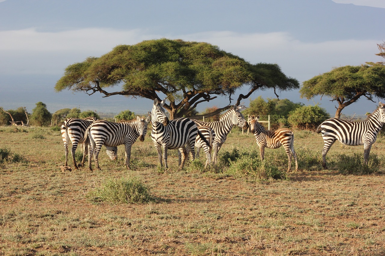 safari kenya masai mara free photo