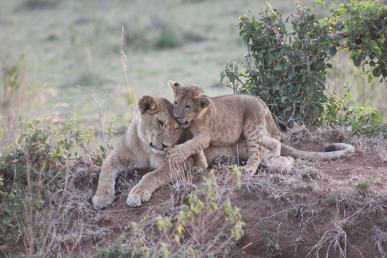 safari kenya masai mara free photo