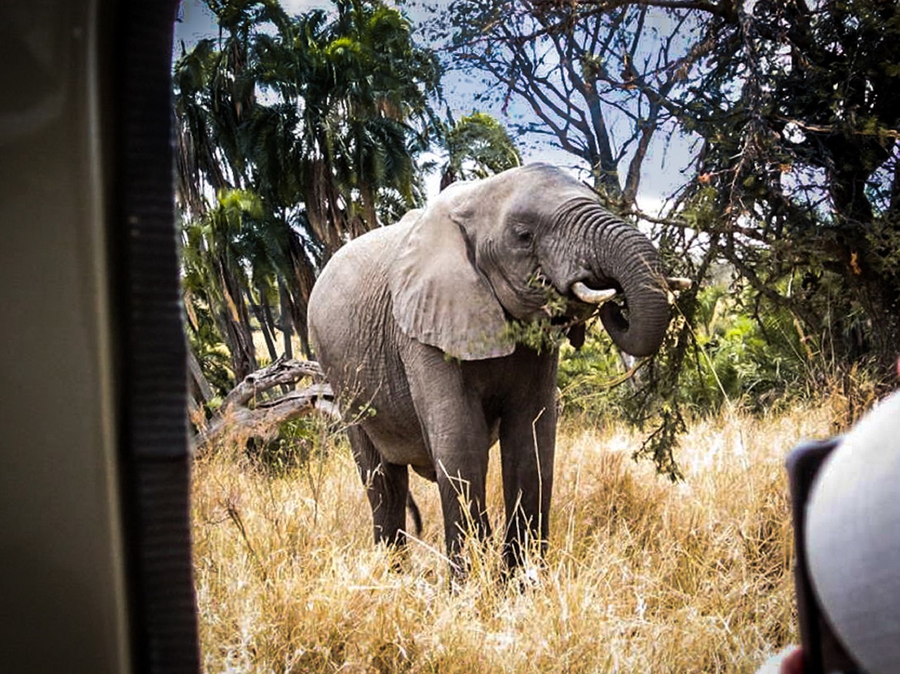 safari serengeti elephant free photo