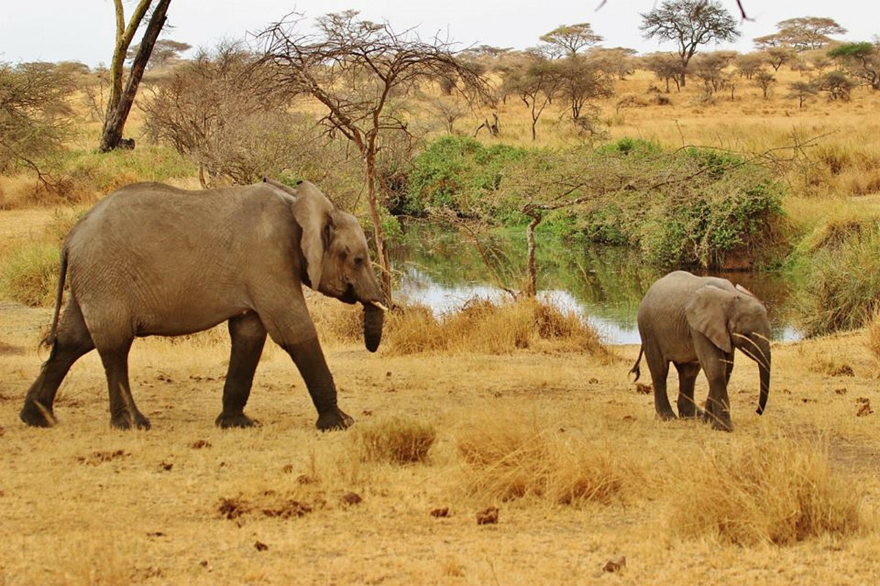 safari elephant tanzania free photo