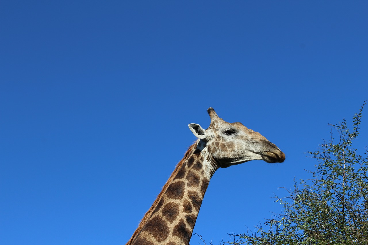 safari giraffe neck free photo