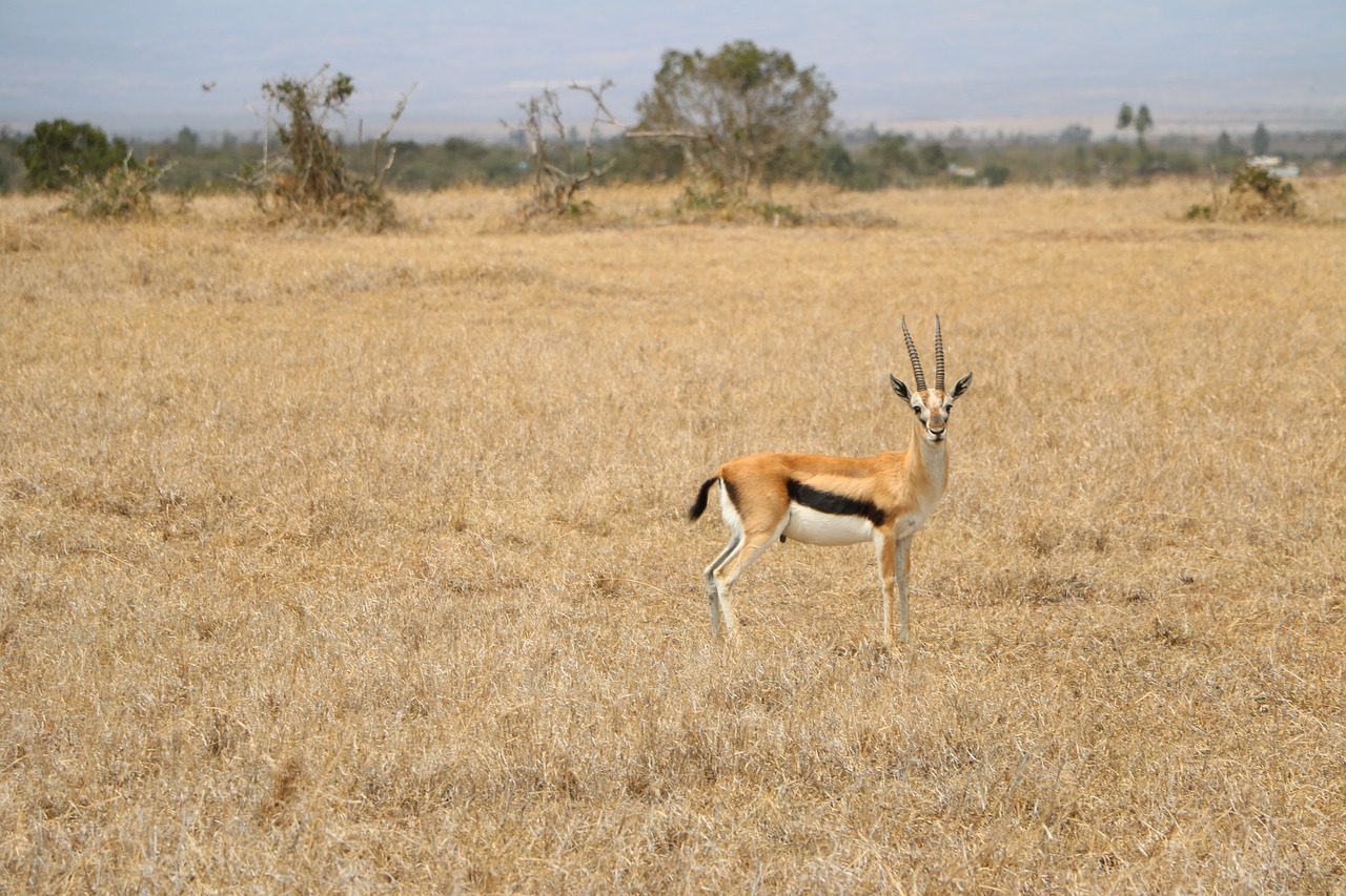 safari antelope wildlife free photo