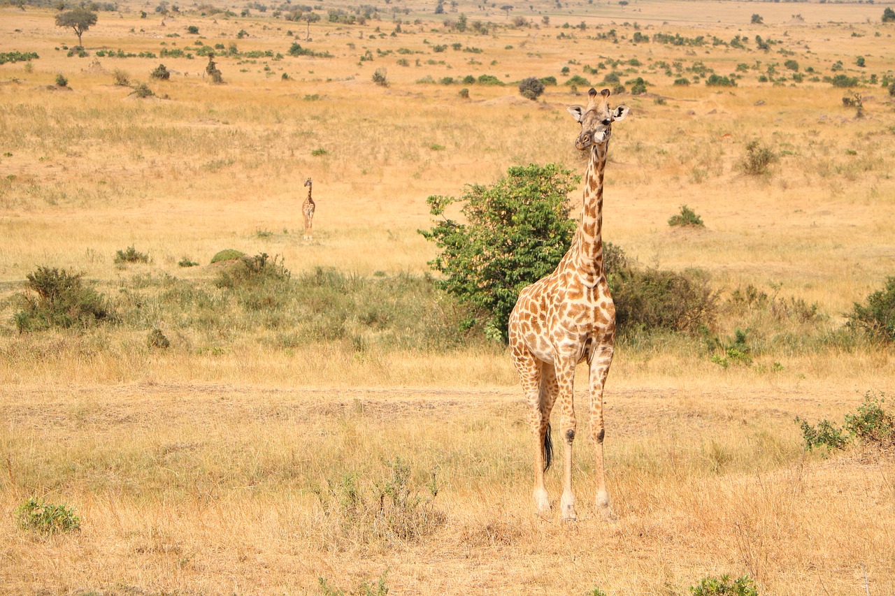safari savanna wildlife free photo