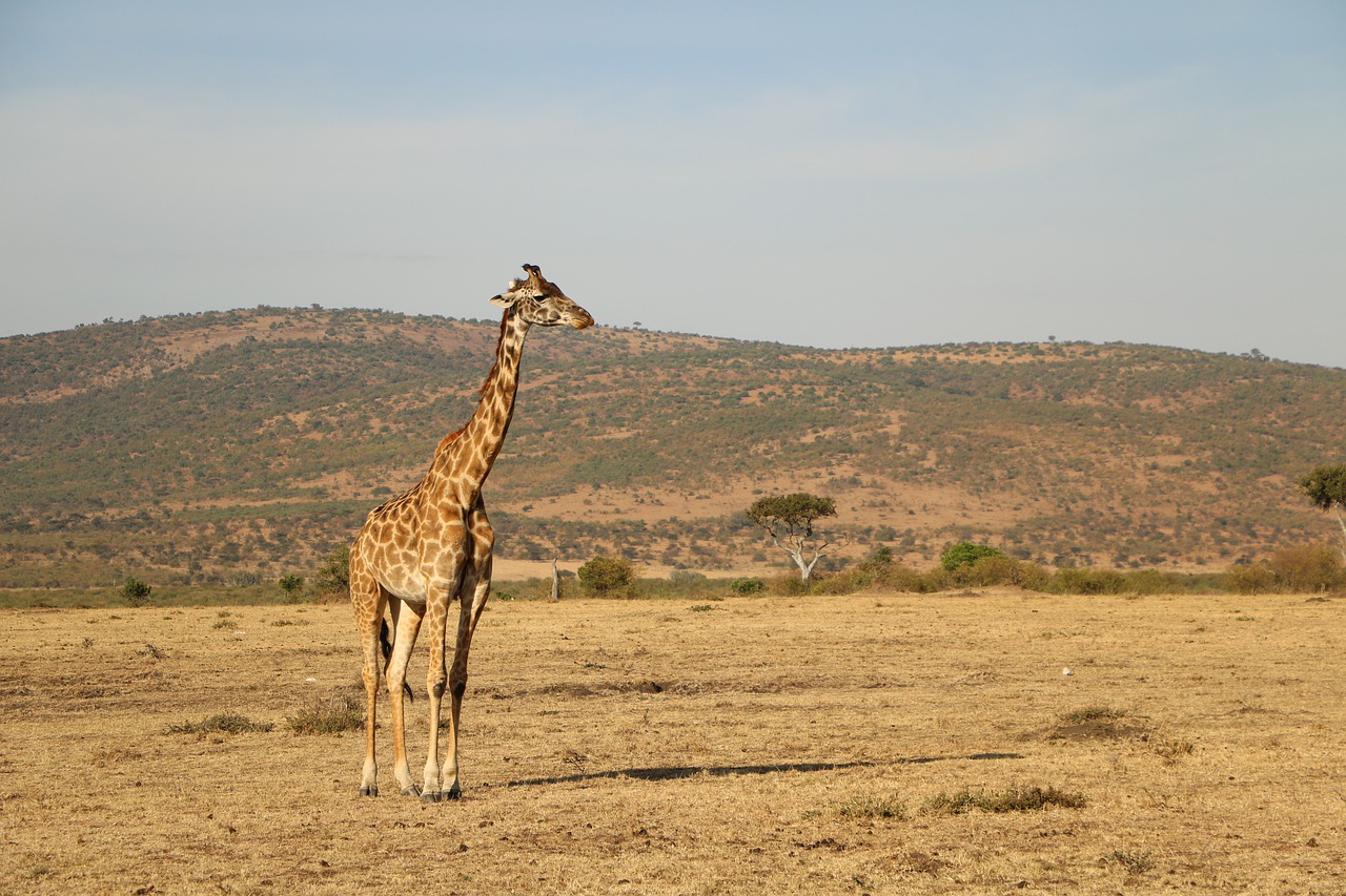 safari giraffe nature free photo