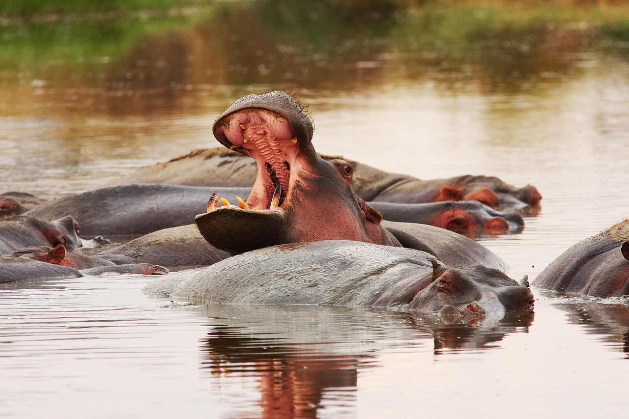 safari hippo africa free photo