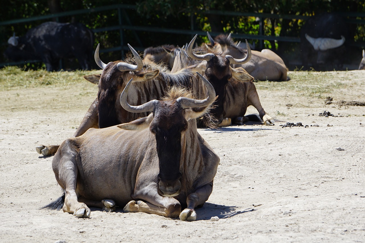 safari  animals  africa free photo