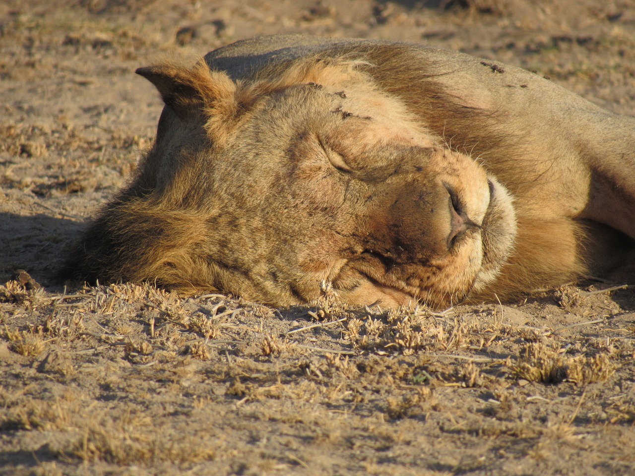 safari  wildlife  animal free photo