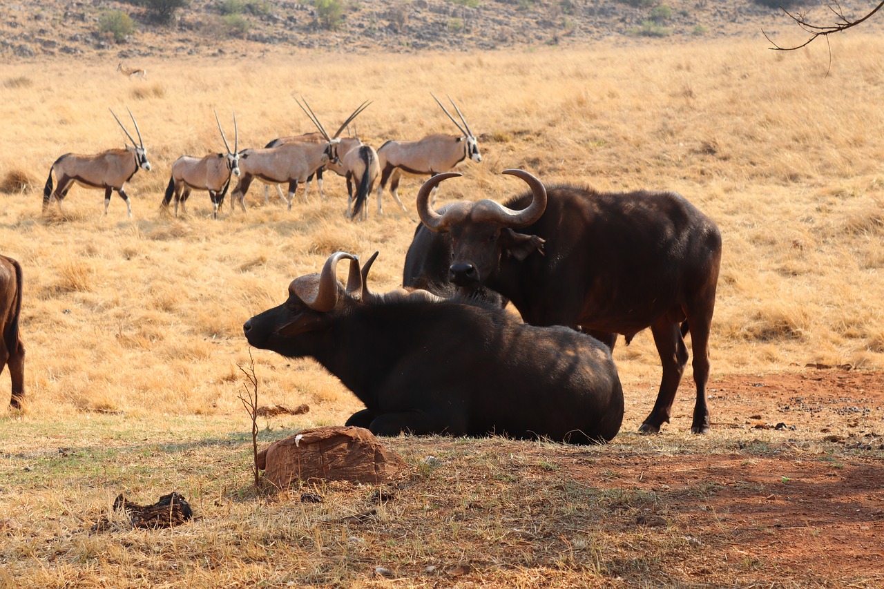 safari  africa  buffalo free photo