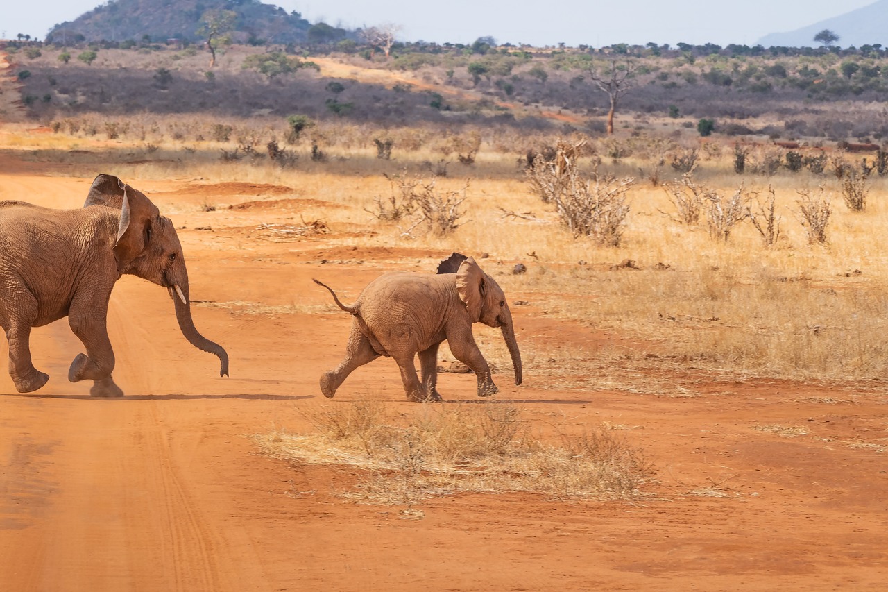 safari  elephant  landscape free photo