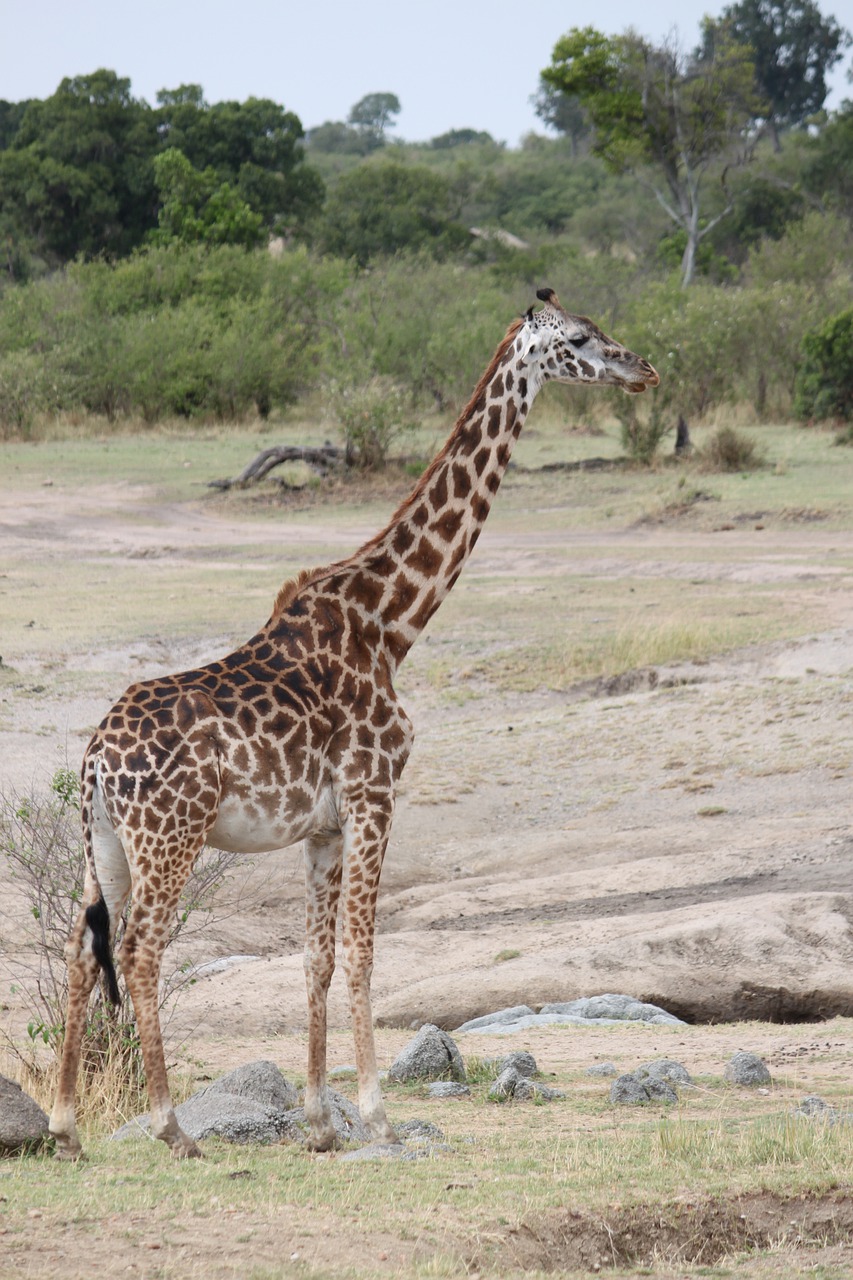 safari  africa  animal free photo