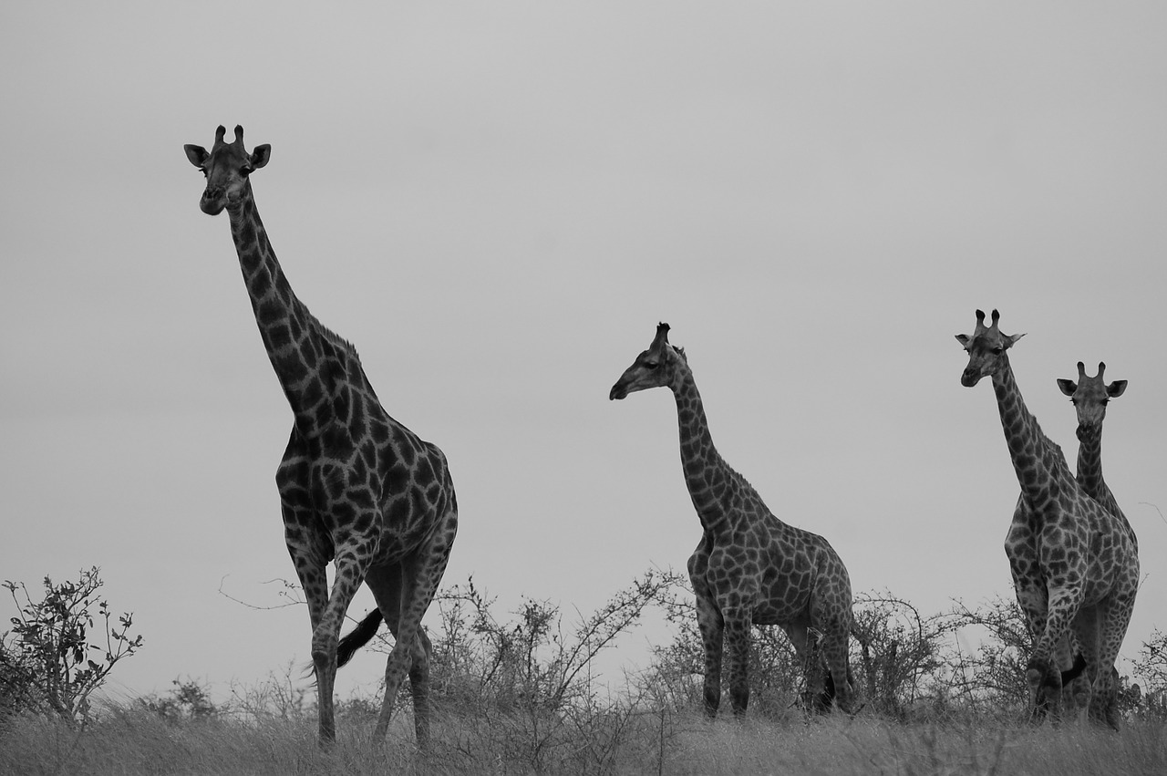 safari giraffe africa free photo