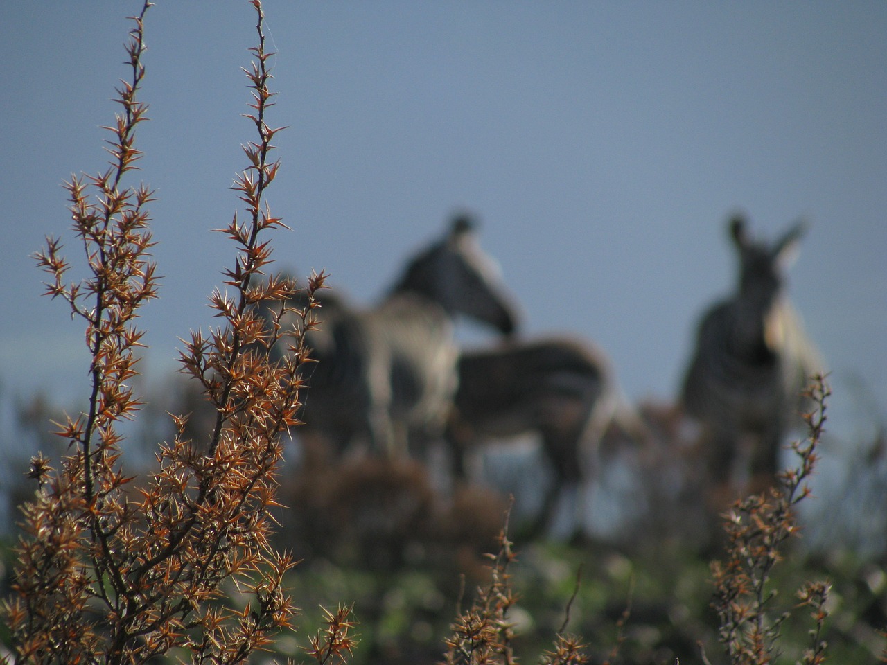 safari animals wildlife zebra free photo