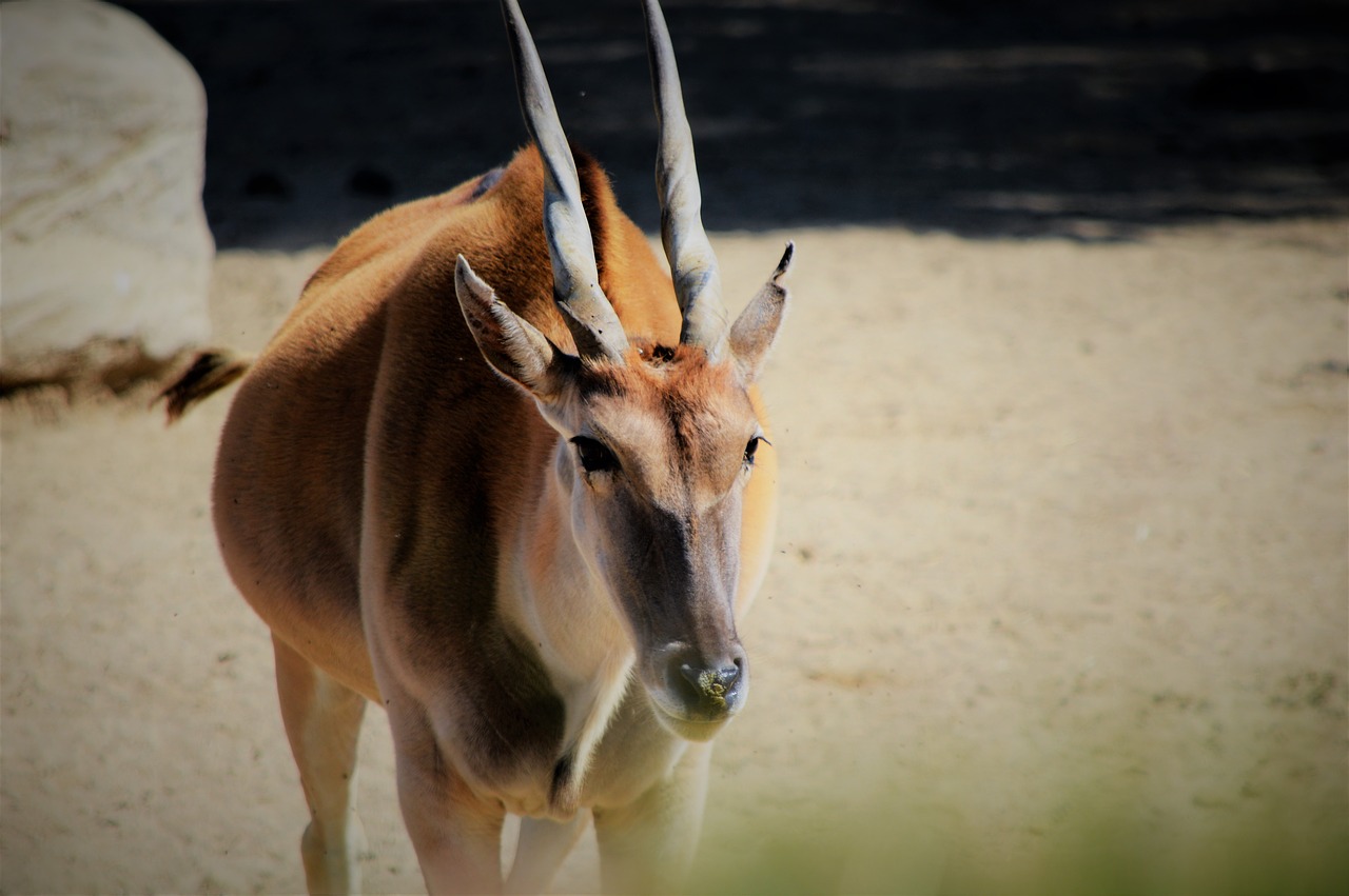 safari park san diego tram free photo