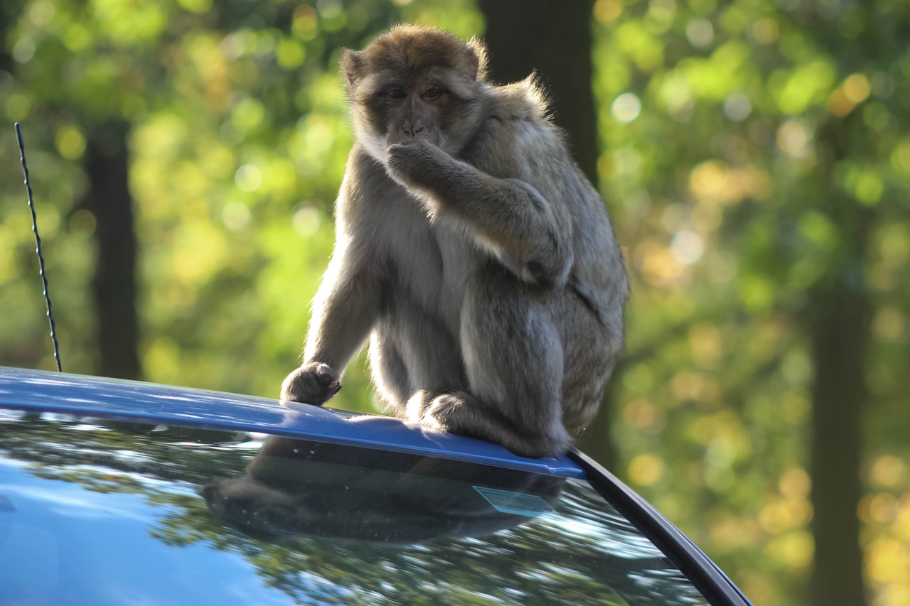 safari park  monkey  wildlife free photo