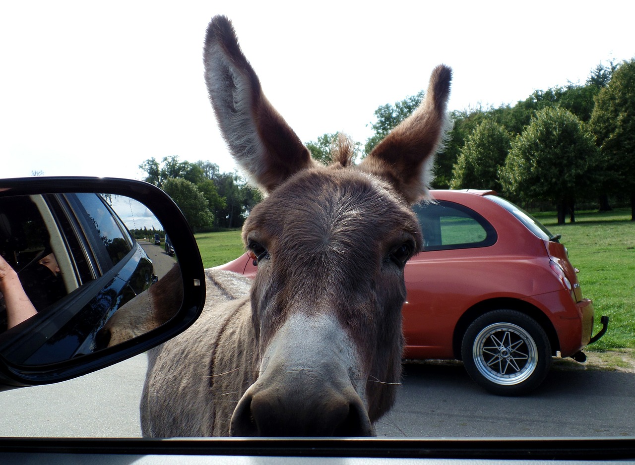 safari park knuth borg donkey free photo