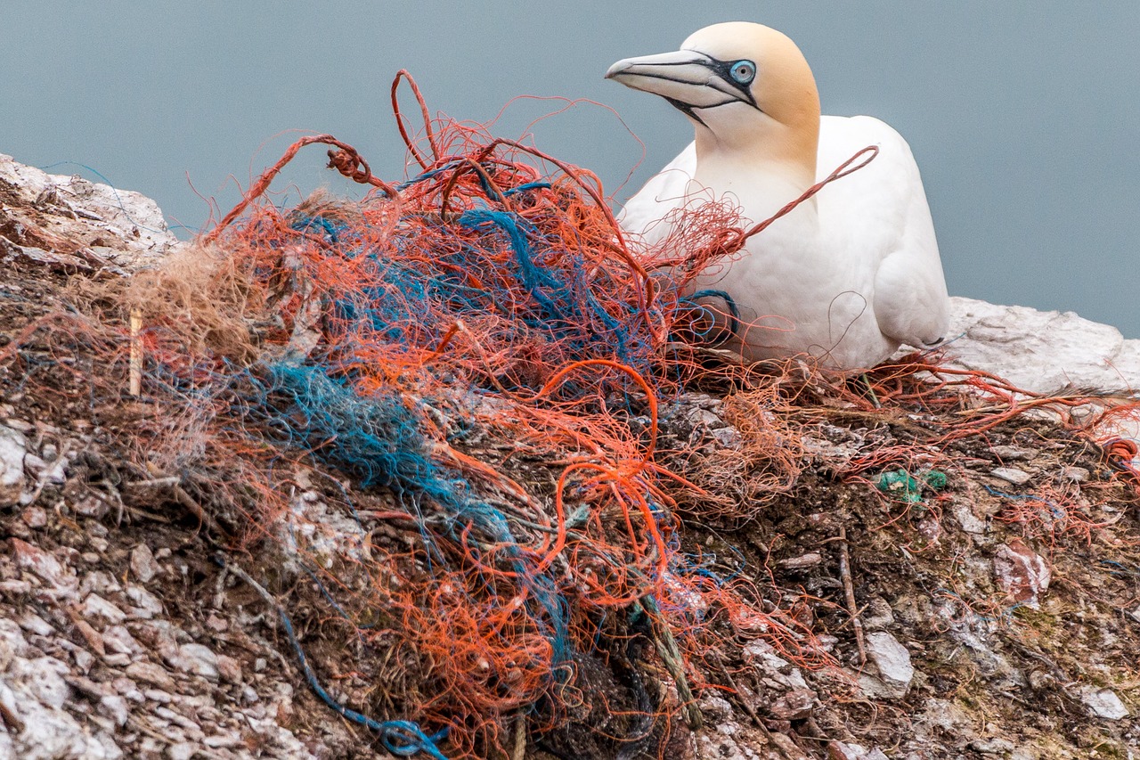 safety net,spirit network,plastic waste,marine pollution,pollution,plastic,risk,bird die,sea birds,rock breeder,nesting material,helgoland,littering,network,free pictures, free photos, free images, royalty free, free illustrations, public domain