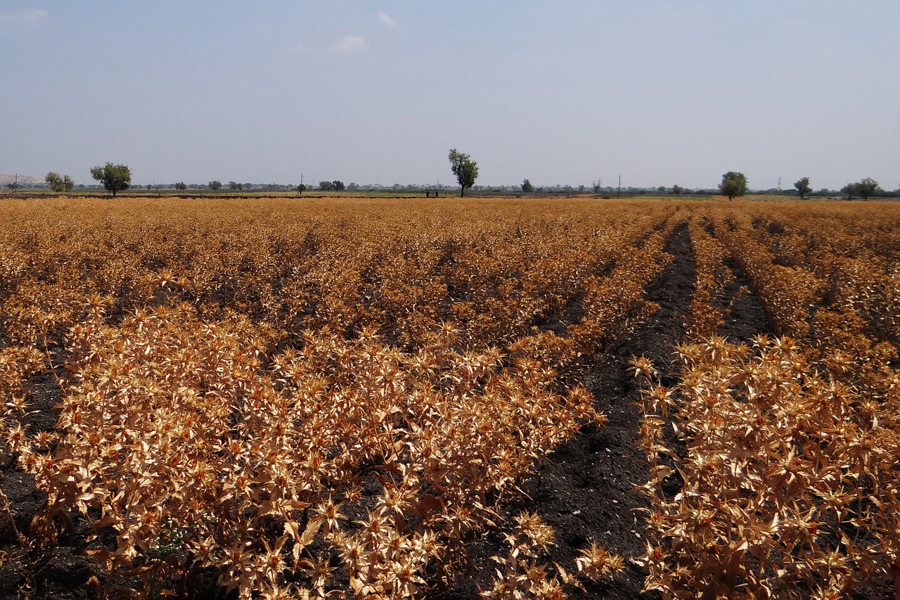 safflower fields crop ripe free photo