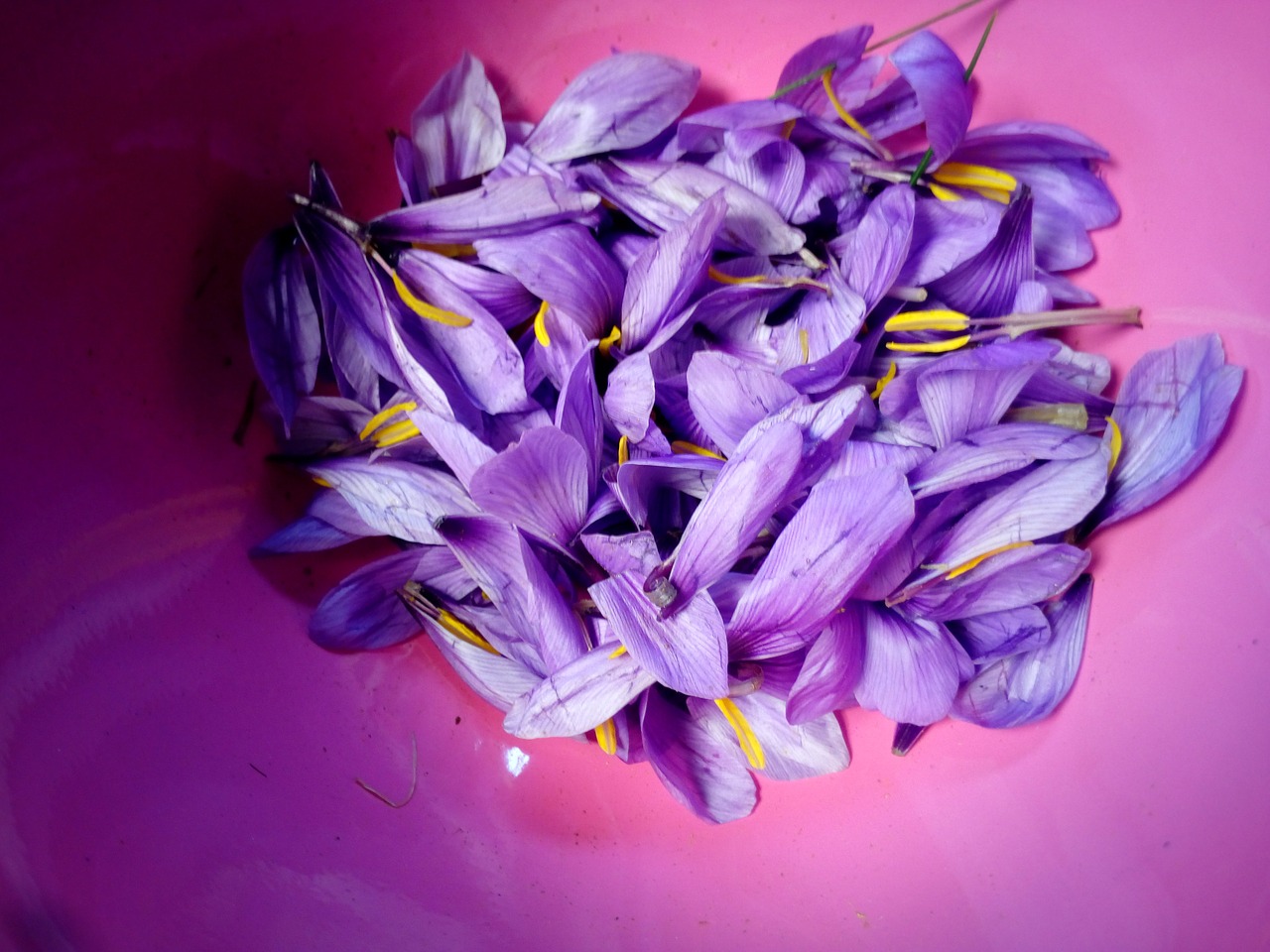 saffron pistil flower free photo