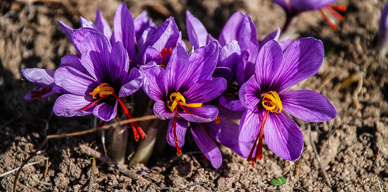 saffron flower nature free photo