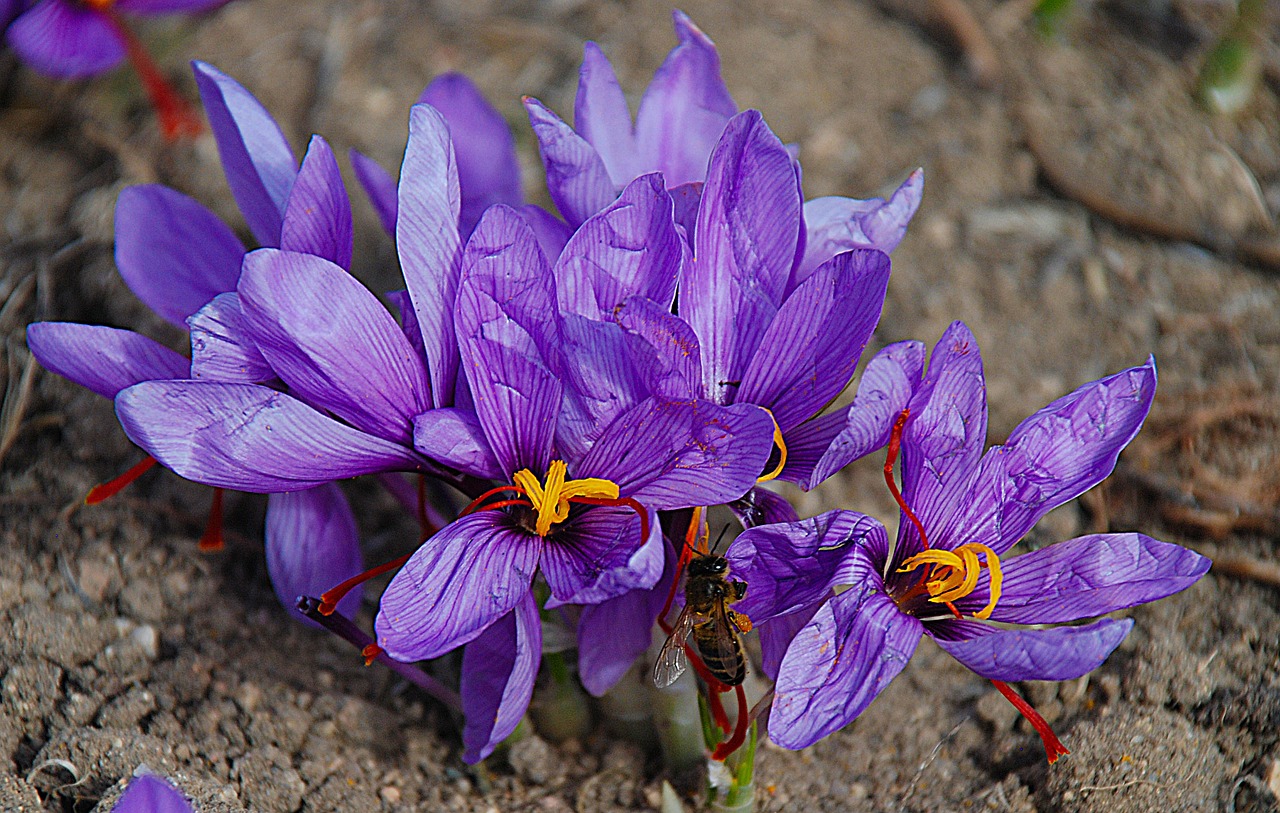 saffron flower nature free photo