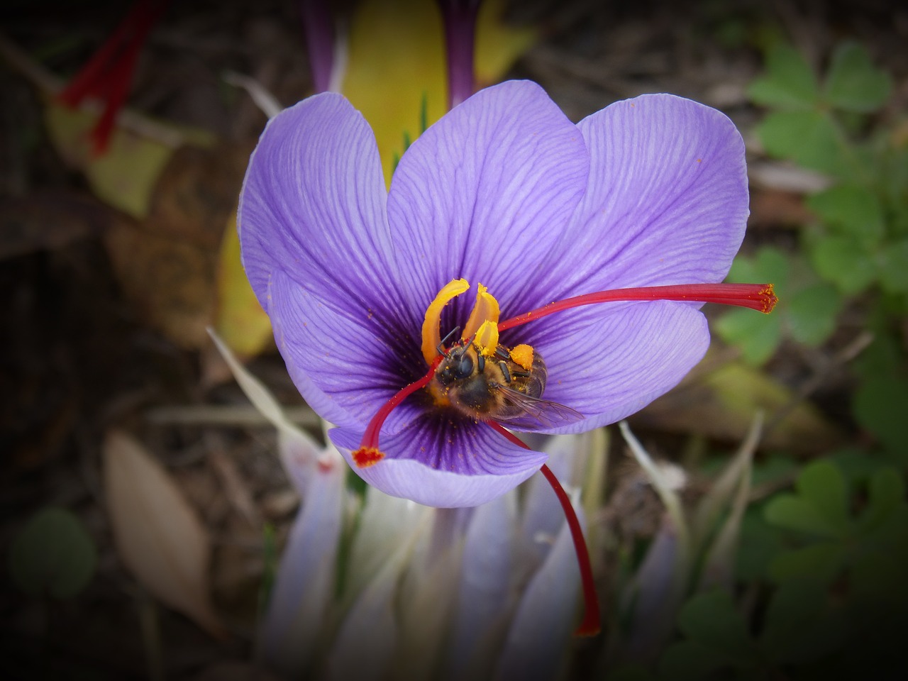 saffron crocus flower bee free photo