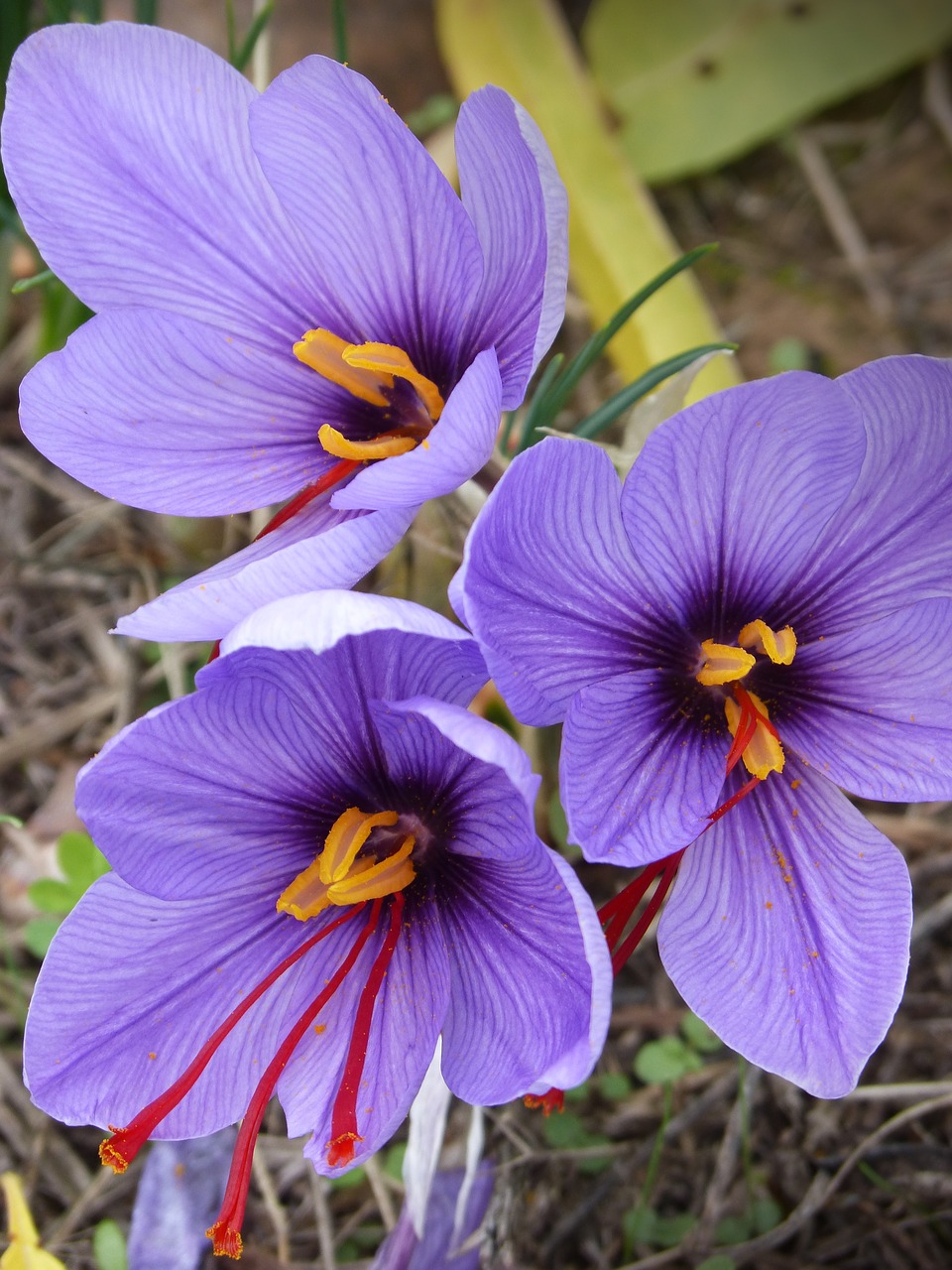 saffron crocus flower flowers free photo