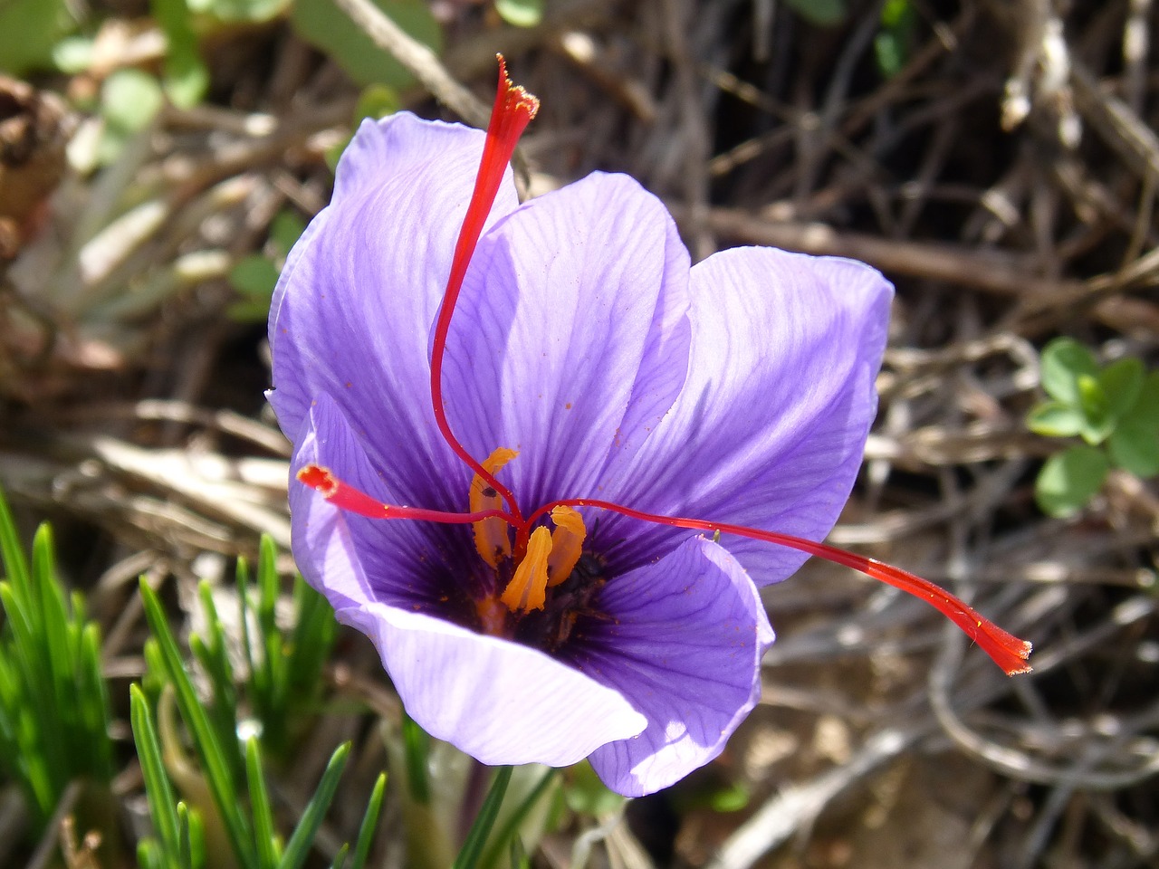 saffron flower beauty free photo