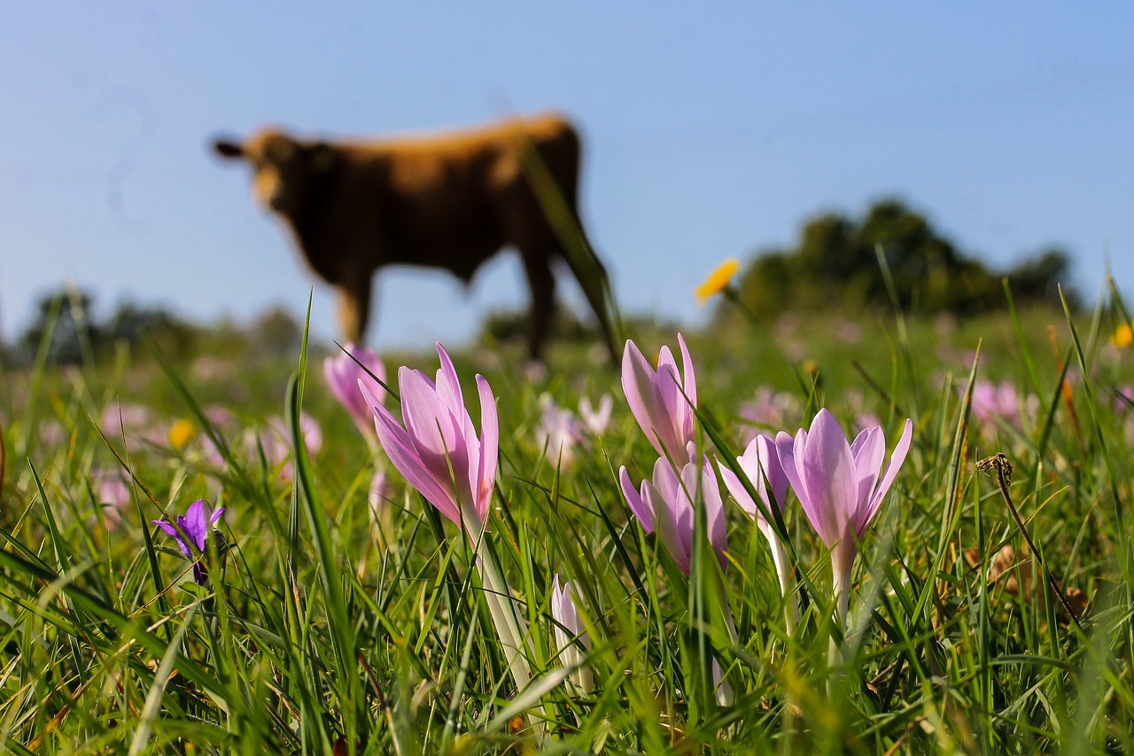 saffron legally protected meadow free photo