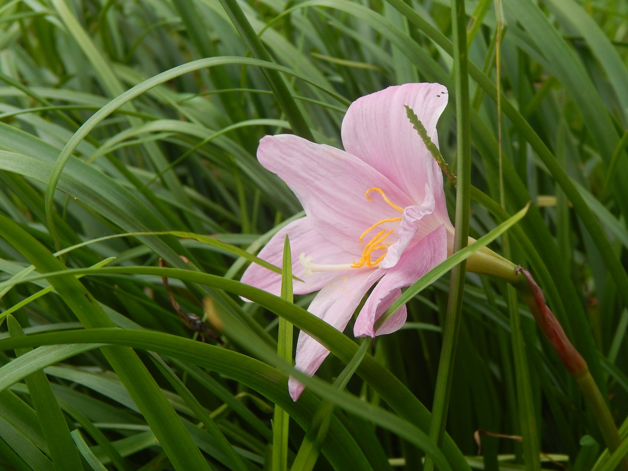 saffron rosa pink flower free photo