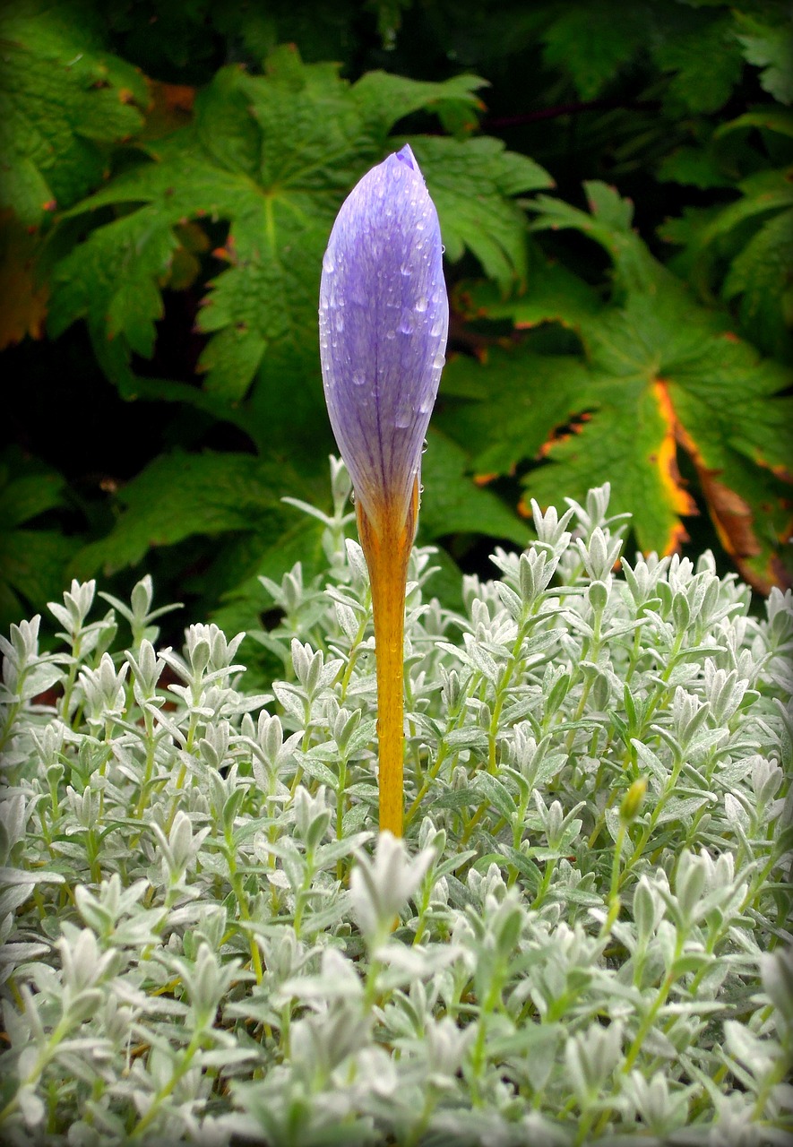 saffron crocus flower free photo