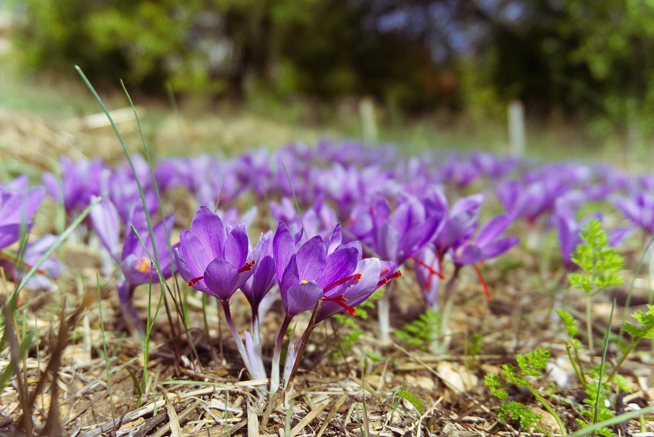 saffron crocus sativus saffron flower free photo