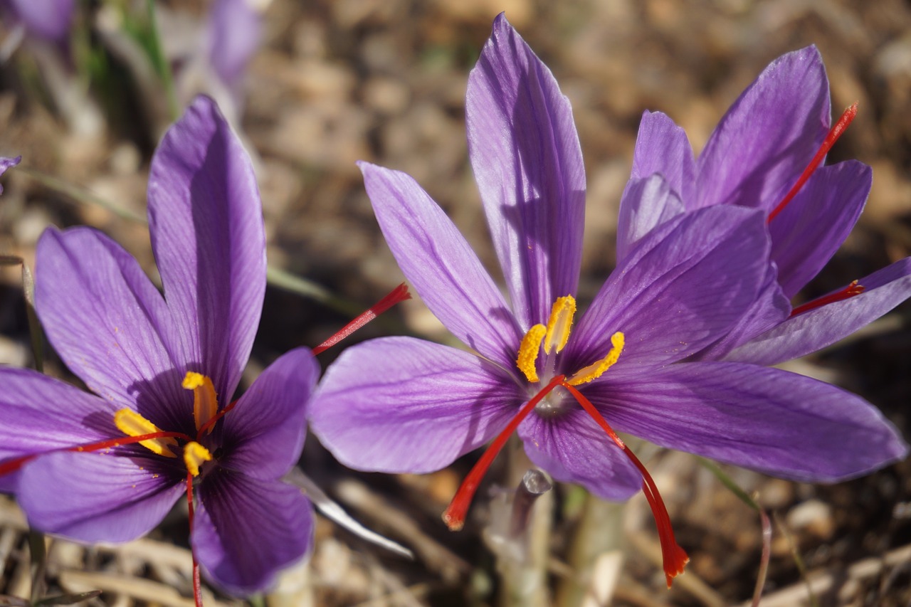 saffron crocus sativus harvest free photo