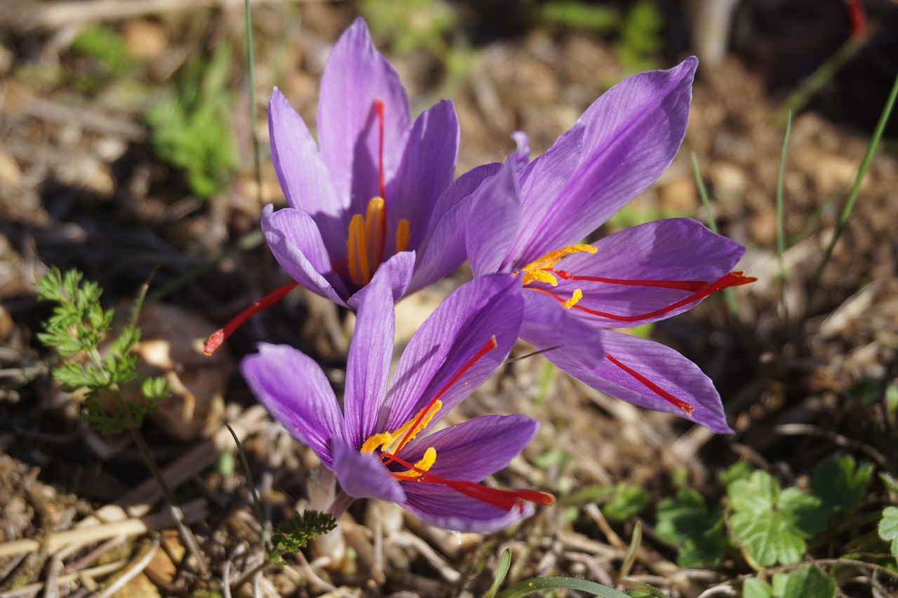 saffron crocus sativus harvest free photo