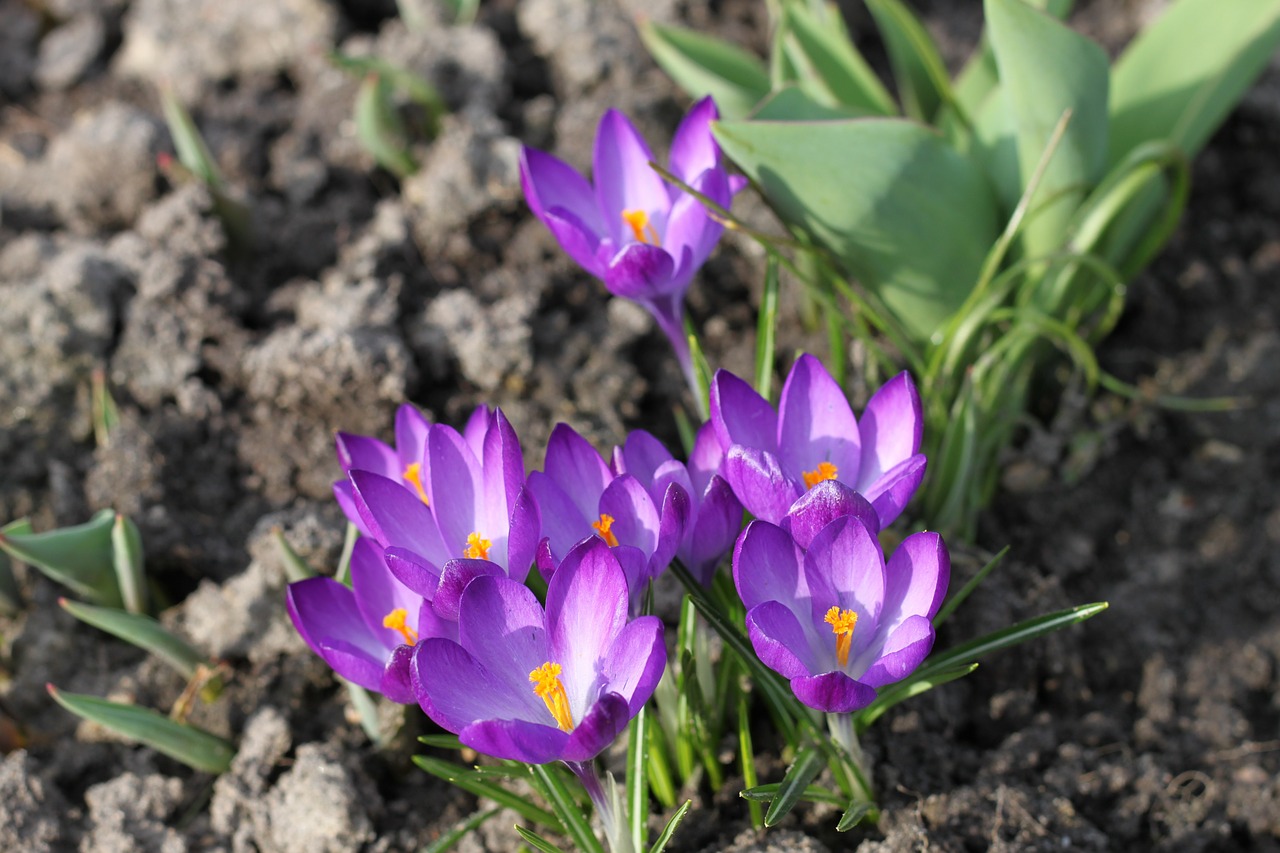 saffron krokus flowers free photo