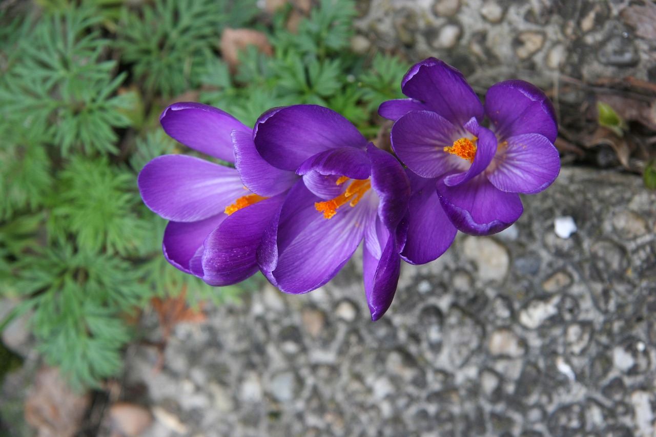 saffron flower flora free photo