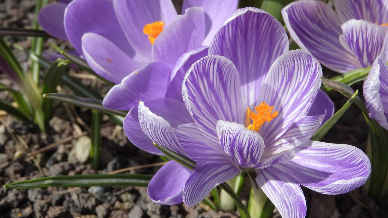 saffron crocus flowering šafrány free photo