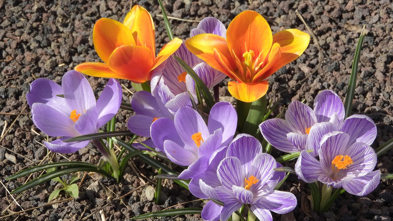 saffron crocus tulip free photo