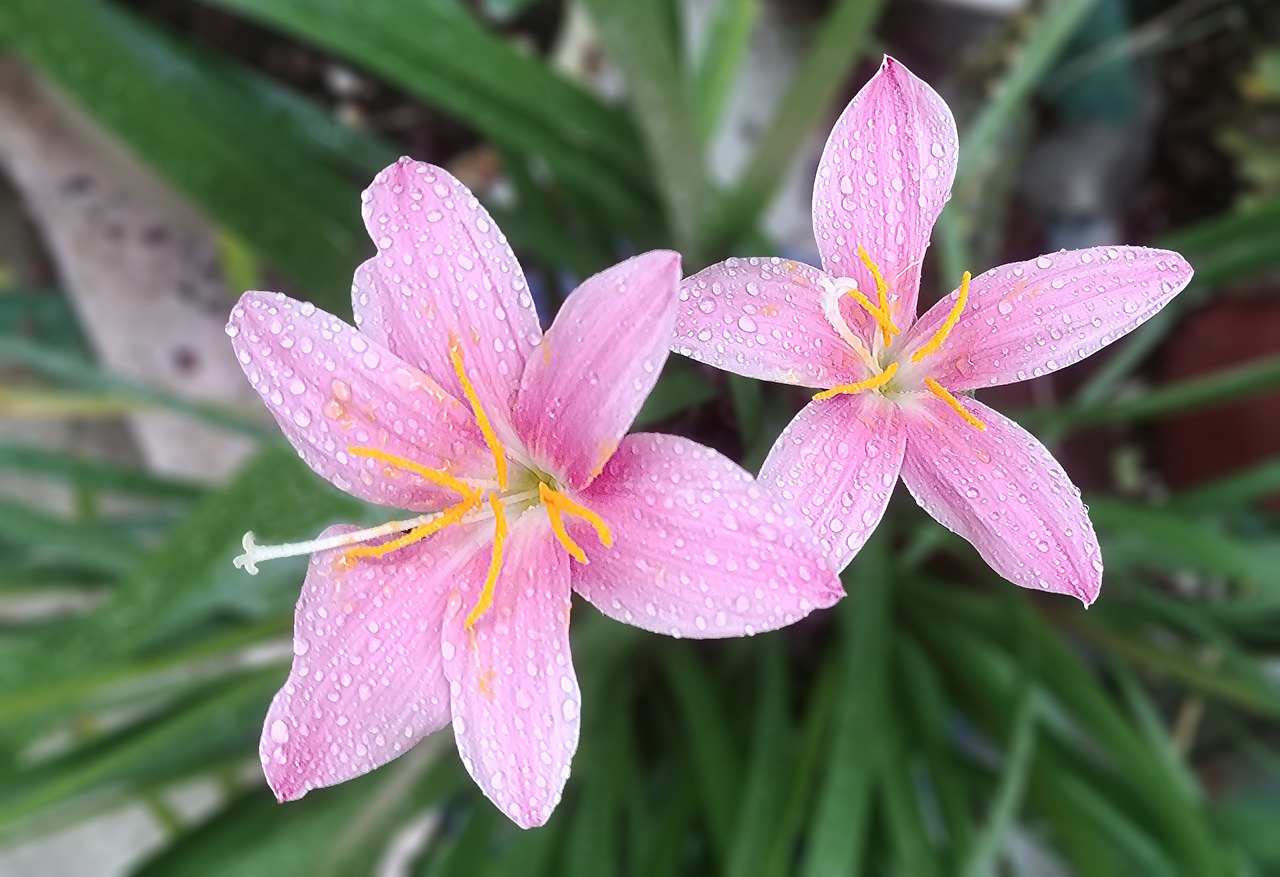 saffron  flowers  romantic free photo