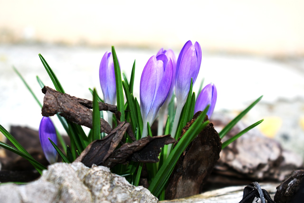 saffron  flower  purple free photo