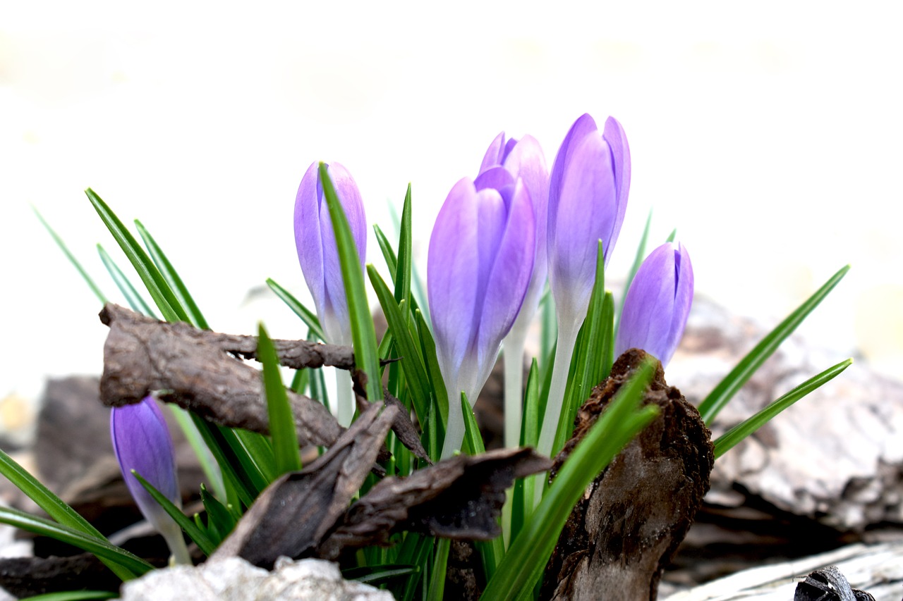 saffron  spring  purple free photo