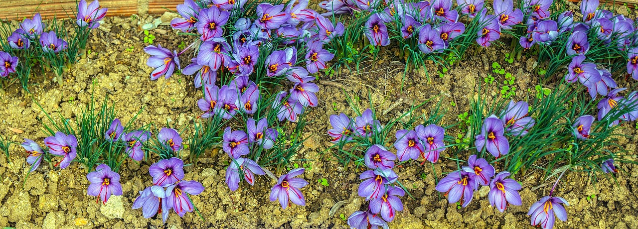 saffron aromatic plants nature free photo