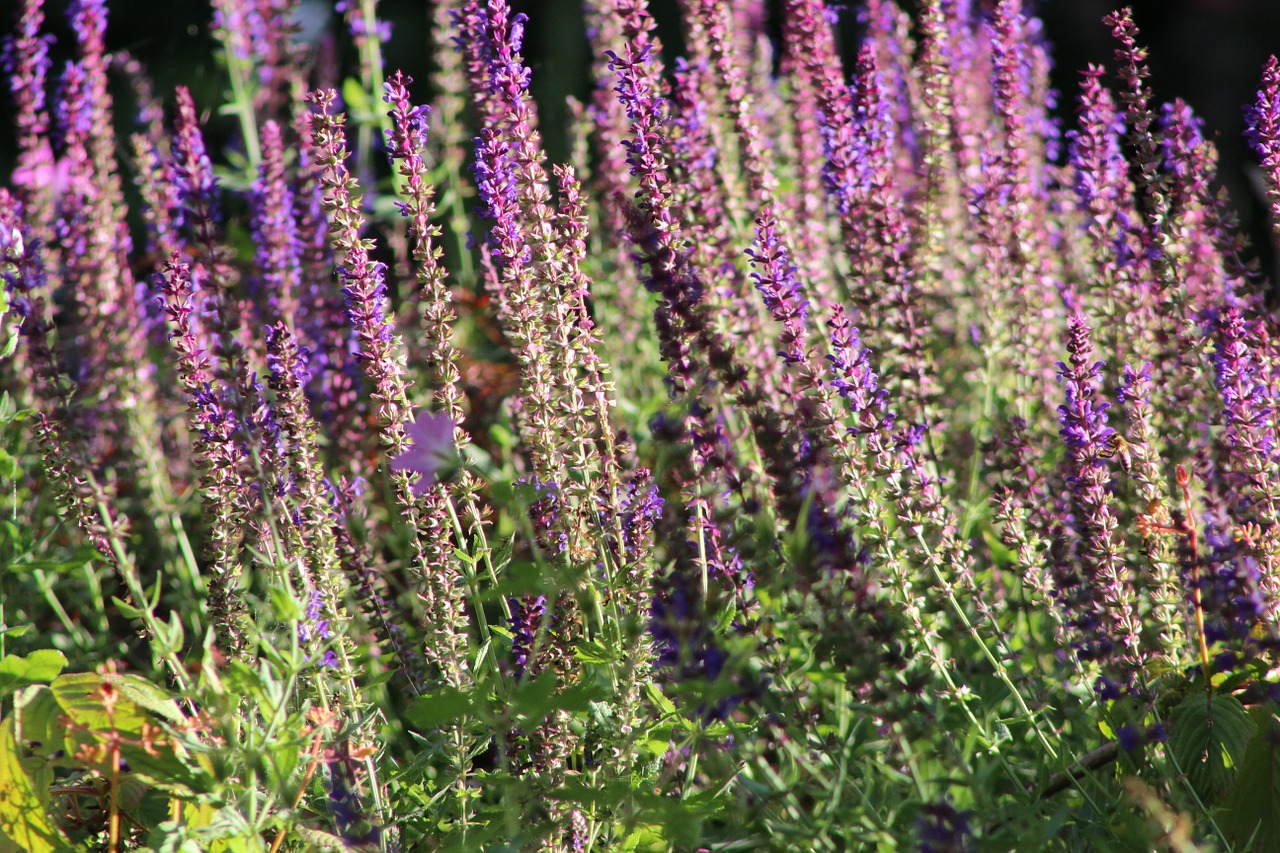 sage salvia bed free photo