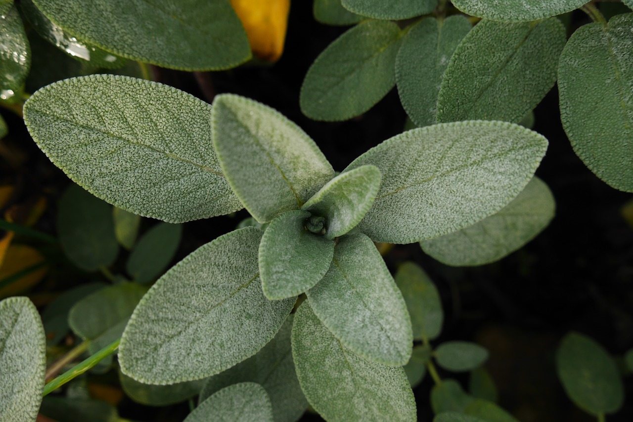 sage morning garden free photo