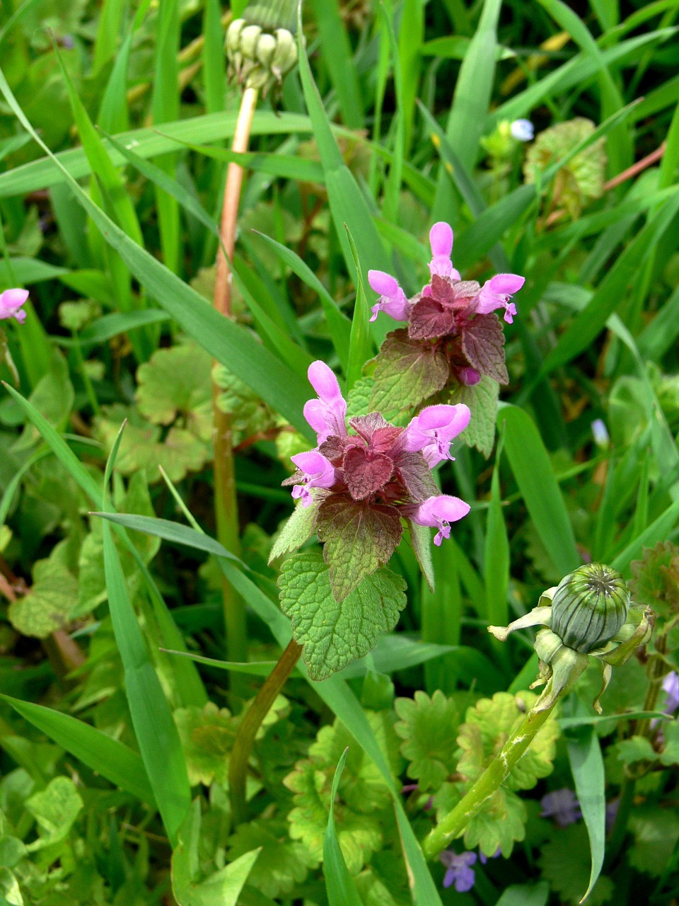 sage mint herbs free photo