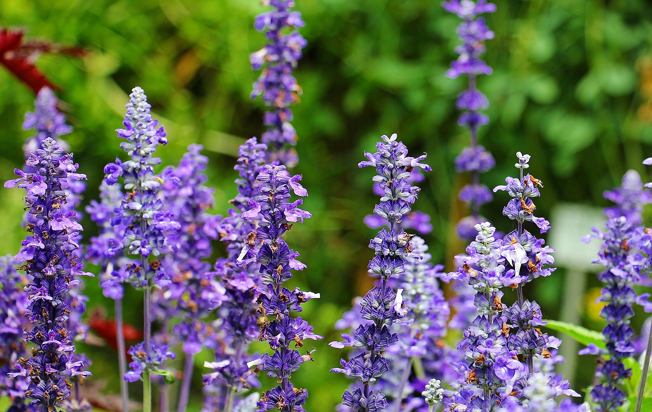 sage plant purple free photo