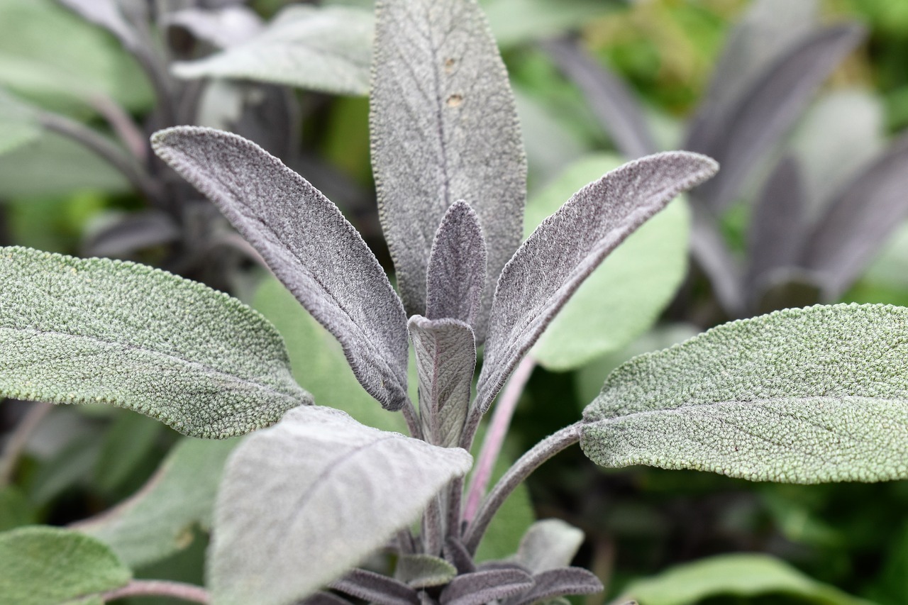 sage plant medicinal plant free photo