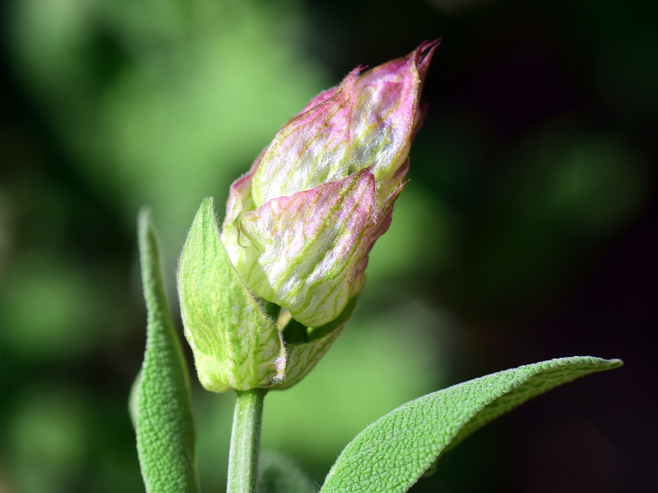 sage sage flower sage bud free photo