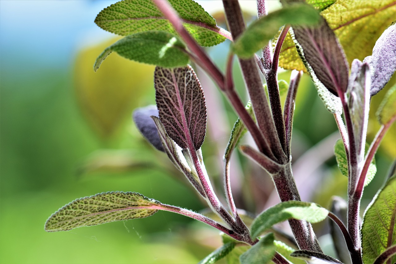 sage plant nature free photo