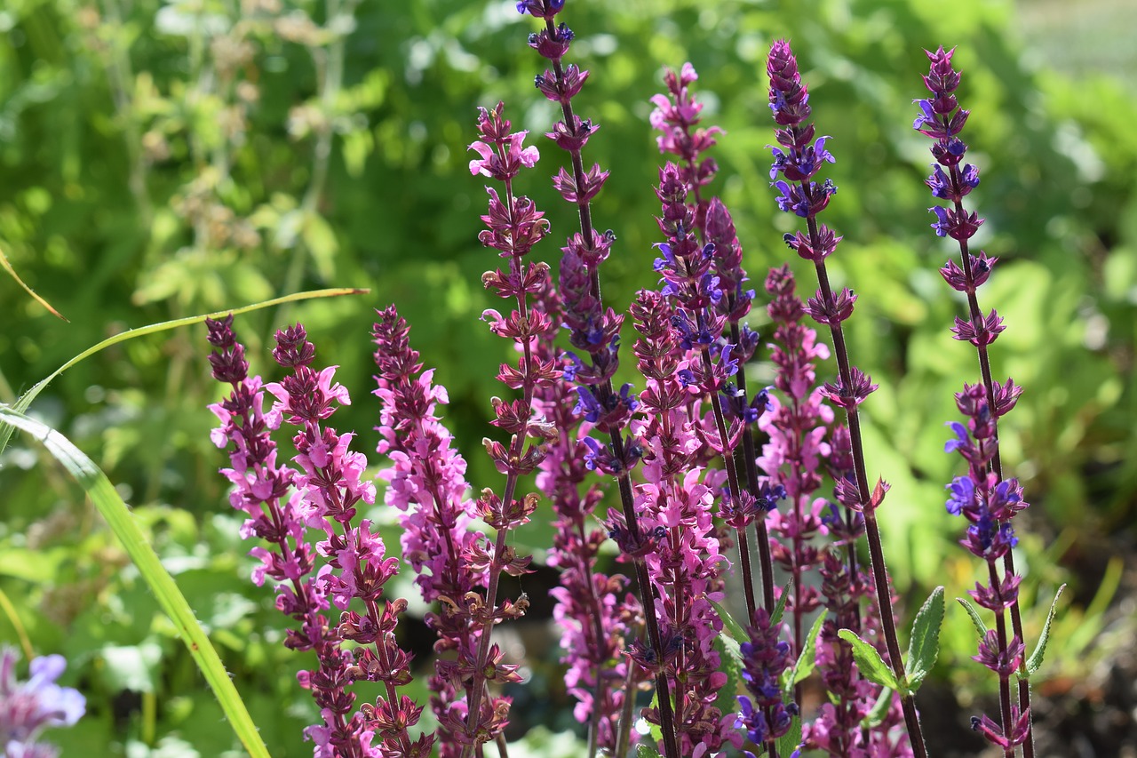 sage perennial flower free photo